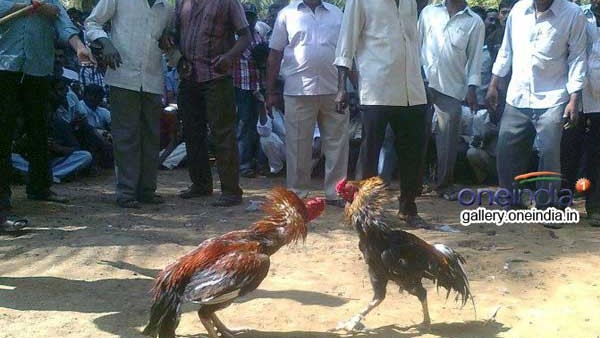 కోడి పందేల కట్టడి కోసం రంగంలోకి పోలీసులు కోడి పందేల కట్టడి కోసం రంగంలోకి పోలీసులు