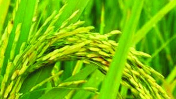 ప్రకృతి విషయంలో జాగ్రత్త