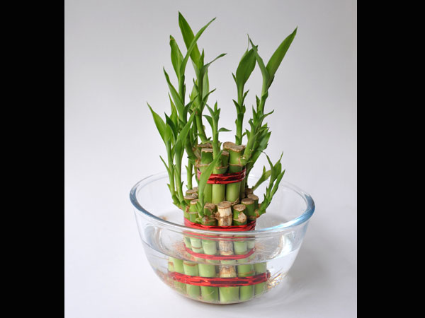 వెదురు మొక్క: