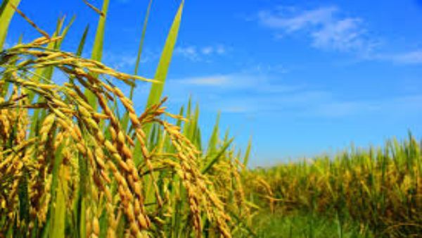 శ్రీ అన్న పథకంతో చిరు ధాన్యాల పంటలకు సహకారం