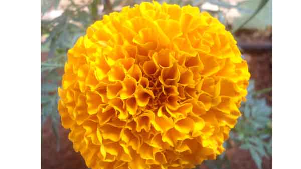 మేరిగోల్డ్స్(బంతిచెట్టు):