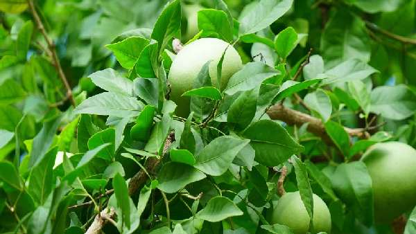 బిల్వ వృక్షం