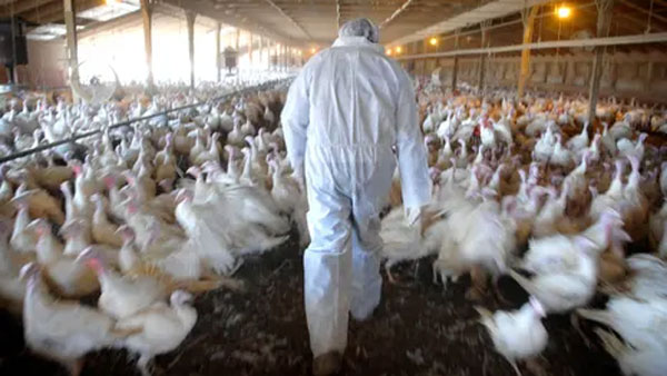 585 సముద్ర సింహాలు