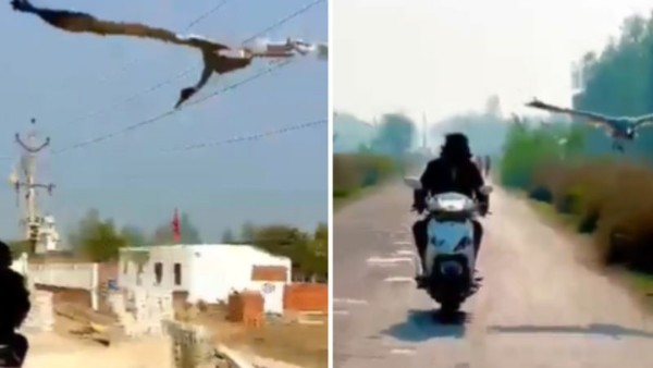 తిరిగి మళ్లీ ఇంటికే.. అతడికి స్నేహితుడిగా మారిపోయిన పక్షి