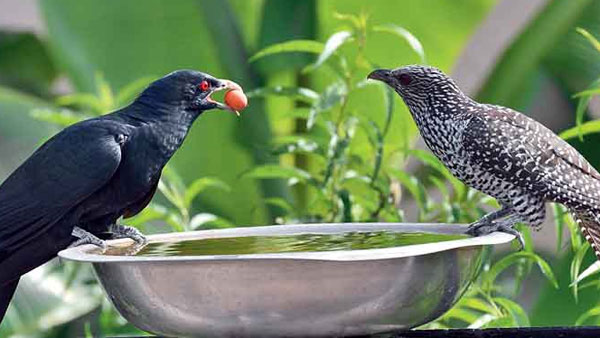 పక్షులు