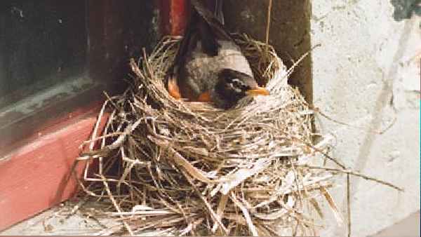 వాస్తు దోషం