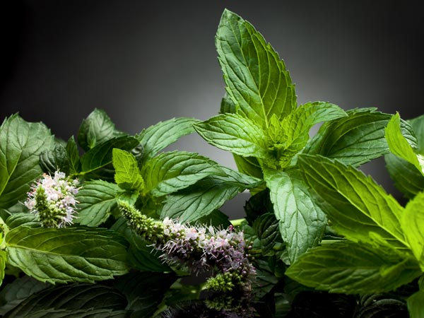  పుదీనాతో బోలెడు ఆరోగ్య ప్రయోజనాలు 