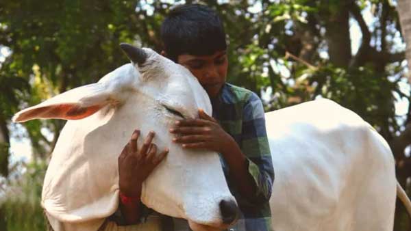 No Cow Hug Day: Centre withdrawn the appeal, after a flood of memes on social media