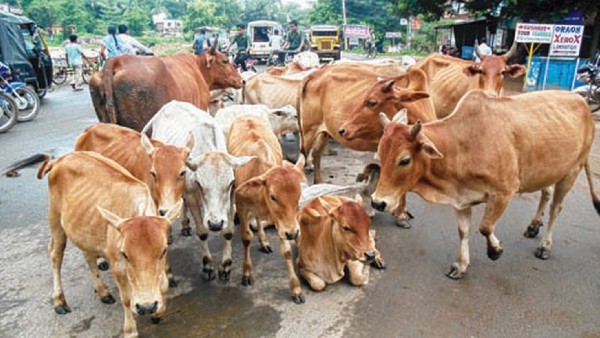Cow Hug Day on February 14: Hugging cow will bring emotional richness, says Animal Welfare Board