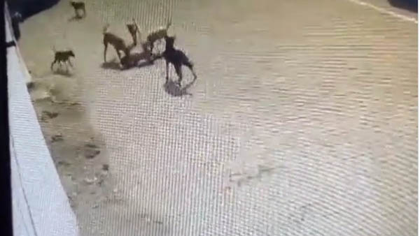 ఆస్పత్రికి తరలించినా..