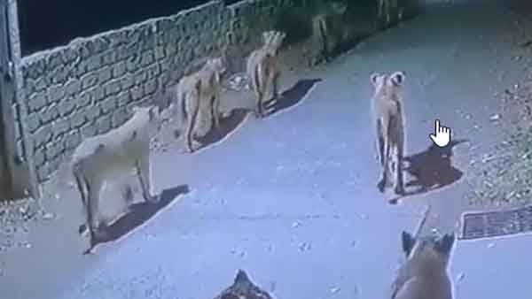 గుజరాత్ వీధుల్లో సింహాల గుంపు చక్కర్లు గుజరాత్ వీధుల్లో సింహాల గుంపు చక్కర్లు