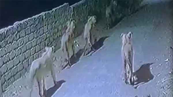 సింహాల గుంపును చూసిన బైకర్ అట్నుంచి అటే..! సింహాల గుంపును చూసిన బైకర్ అట్నుంచి అటే..!