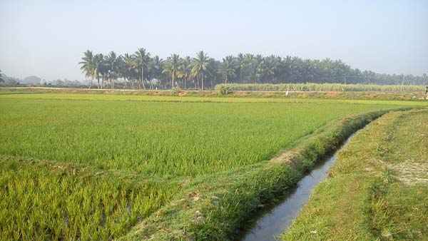 22 గుంటల సాగు భూమి 22 గుంటల సాగు భూమి