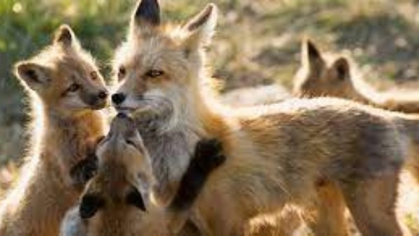 కోళ్లఫామ్ లో నక్క కోసం ప్రత్యేకంగా ఓ రూమ్ కోళ్లఫామ్ లో నక్క కోసం ప్రత్యేకంగా ఓ రూమ్