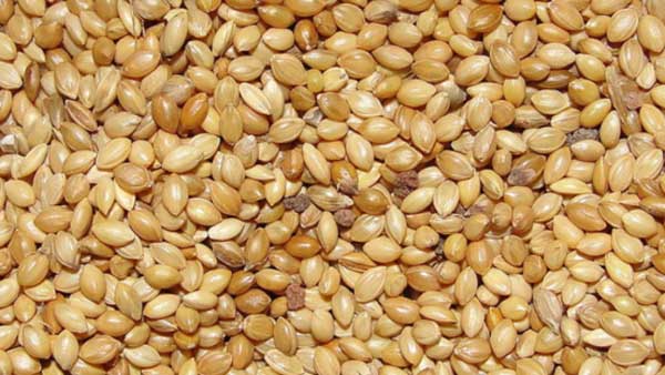 ఆహారంలో భాగంగా సిరి ధాన్యాలు.. ఆరోగ్యానికి వరాలు