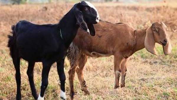 మేకల ఫామ్ ఓనర్ మేకల ఫామ్ ఓనర్