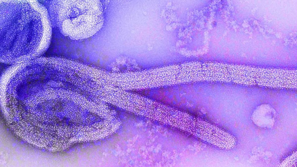 గబ్బిలాల నుంచే..