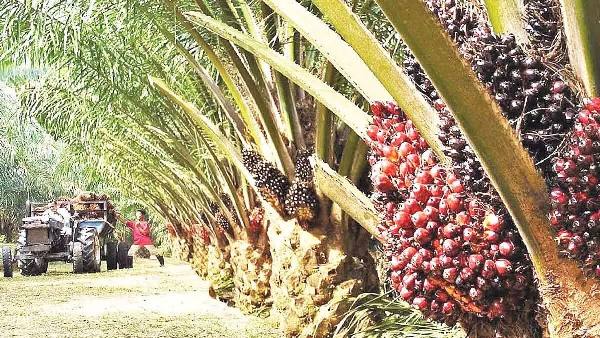 పామాయిల్ సాగుకు బడ్జెట్ కేటాయింపులు ఇలా