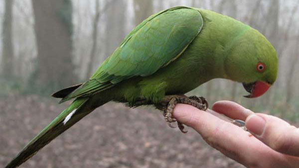  చిలుకల చిత్రాలు పెడితే సరైన వాస్తు దిశలోనే పెట్టాలి