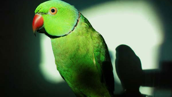 ఇంట్లో చిలుకలు పంచితే ఈ దోషాల నుండి విముక్తి