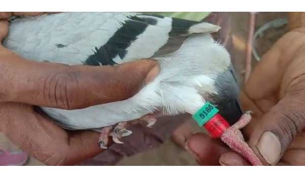  suspicious pigeon with gprs found in alluri district.