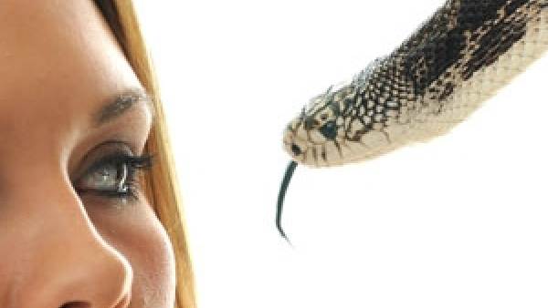 పామును ఇలా చూడకూడదు.. చూస్తే అశుభం