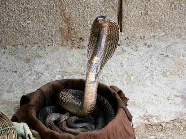 పాములు పక్కగా వెళ్తే సంకేతాలు ఇవే