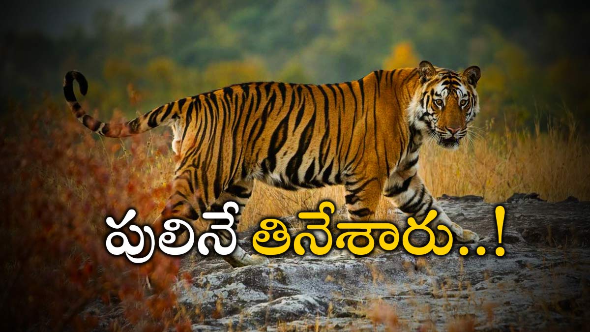 In Akkapalem, Pullala Cheruvu Mandal, Prakasam District, some people cooked and ate tiger meat In Akkapalem, Pullala Cheruvu Mandal, Prakasam District, some people cooked and ate tiger meat