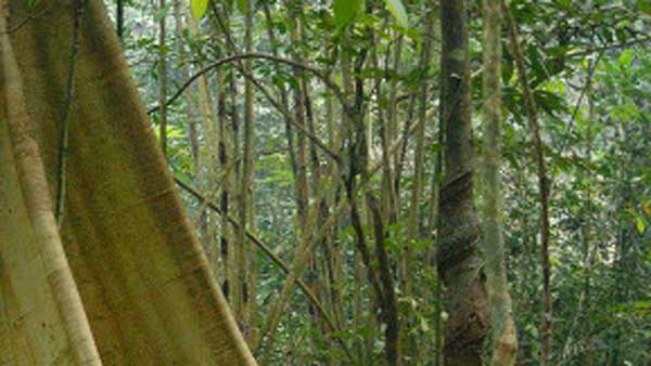 పాలు గారే చెట్ల కలపతో ఇంట్లో వస్తువులు చేస్తే జరిగేది ఇదే