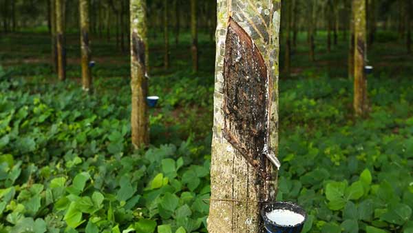 ఇంట్లో వస్తువుల తయారీకి ఈ చెట్లు ఏ మాత్రం పనికిరావు