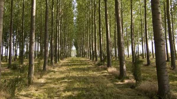 ఈ చెట్ల కలప ఇంట్లో వస్తువులను తయారు చేయడానికి వాడితే యమా డేంజర్