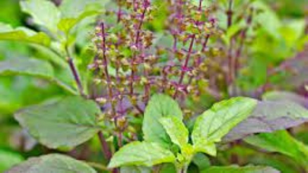  తులసి ఆకులు తెంచే సమయంలో ఈ పని చెయ్యకండి