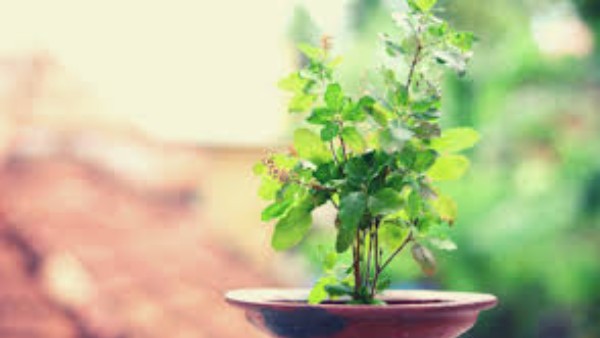  తులసి ఆకులు తెంపే సమయంలో జాగ్రత్త