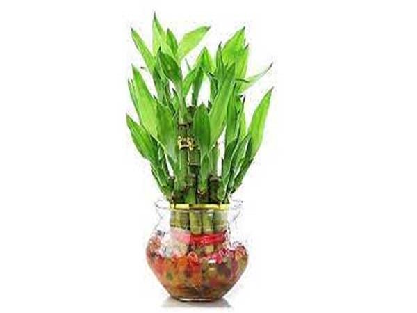 వెదురుతో ఎదురుండదు