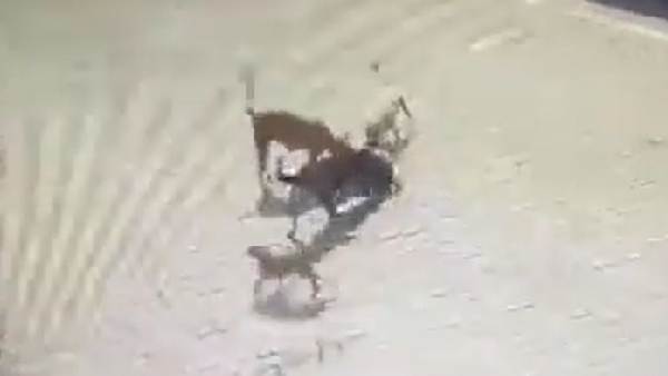 గంగాధర్