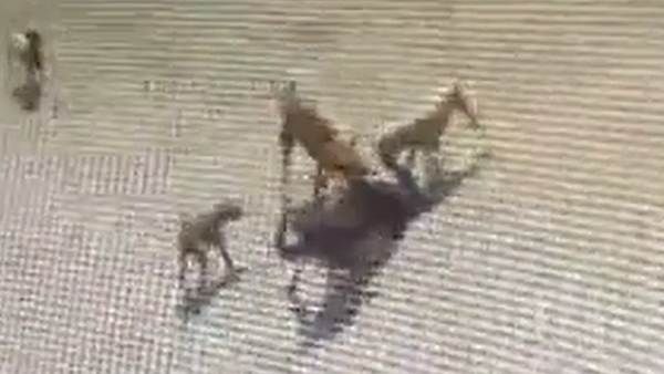 ప్రదీప్ పై దాడి