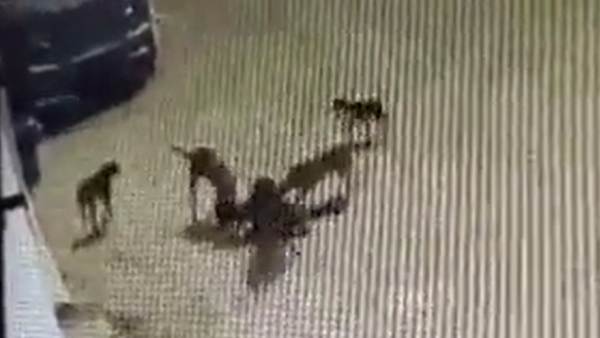 500 వీధి కుక్కలు