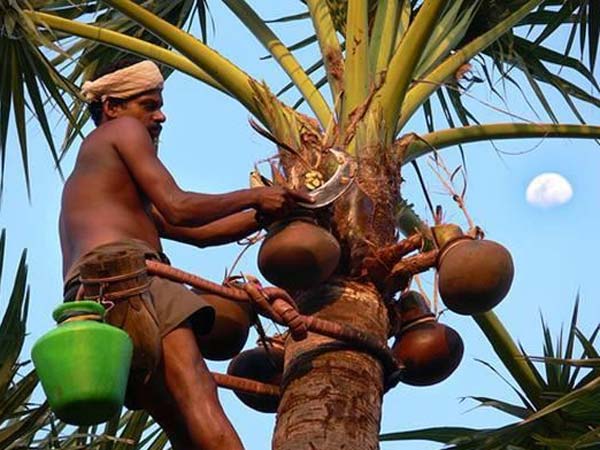 చెట్టు నుంచి తీసిన వెంటనే తాగాలి