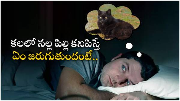 Vastu tips: Is it inauspicious or auspicious if a black cat suddenly appears? Find out