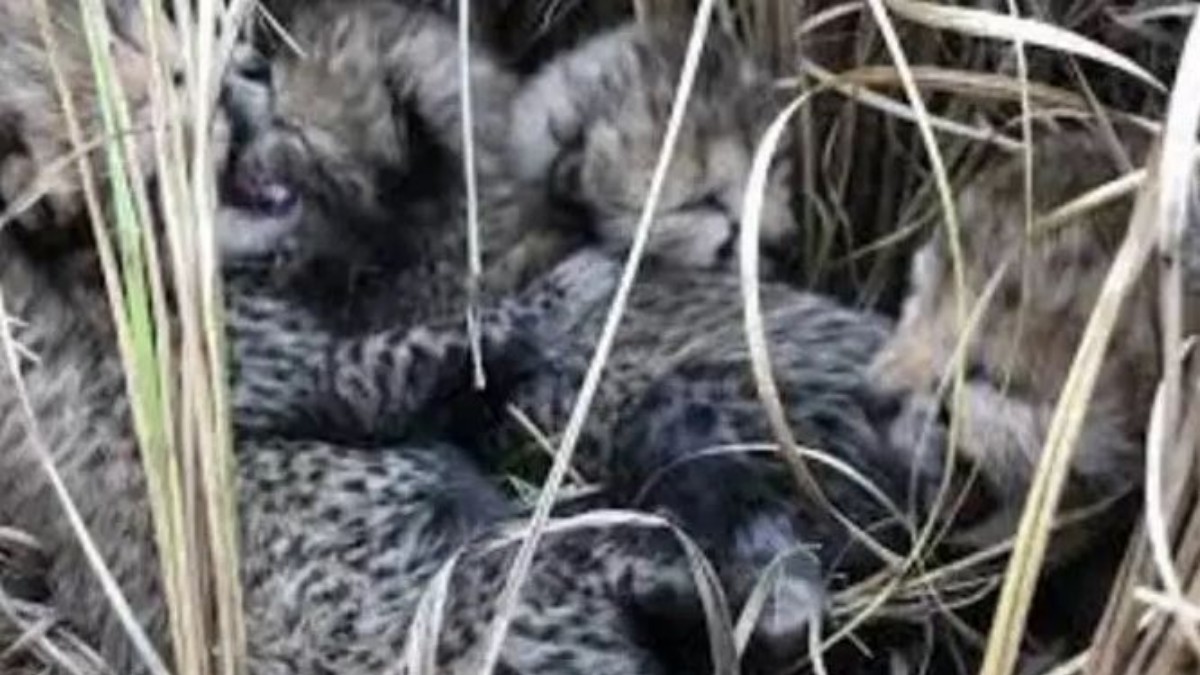 Namibian cheetah gives birth to 4 childrens in kuno national park Namibian cheetah gives birth to 4 childrens in kuno national park