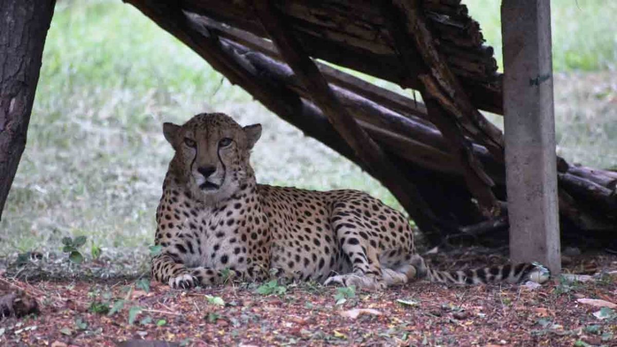 Abdulla the lone Cheetah at Hyderabad Zoo dies of heart attack Abdulla the lone Cheetah at Hyderabad Zoo dies of heart attack