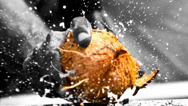 కొబ్బరికాయలు కుళ్ళితే అరిష్టమా.. అశుభమా?