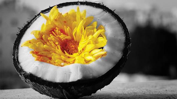 కొబ్బరికాయ విషయంలో ముందే జాగ్రత్త