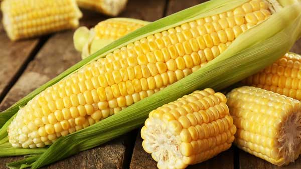 Corn health Benefits in telugu
