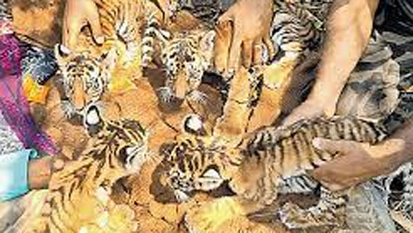 తల్లి చెంతకు నాలుగు పులి కూనలను చేర్చే యత్నం