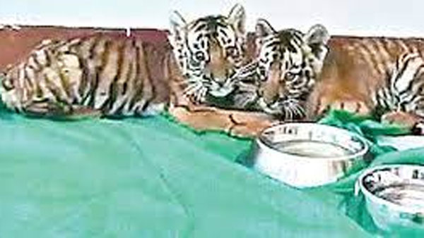 మనిషి ముట్టిన వాసన తెలిస్తే తల్లి బిడ్డలను చేరదీయదు.. గుర్తించకుండా అధికారుల యత్నం