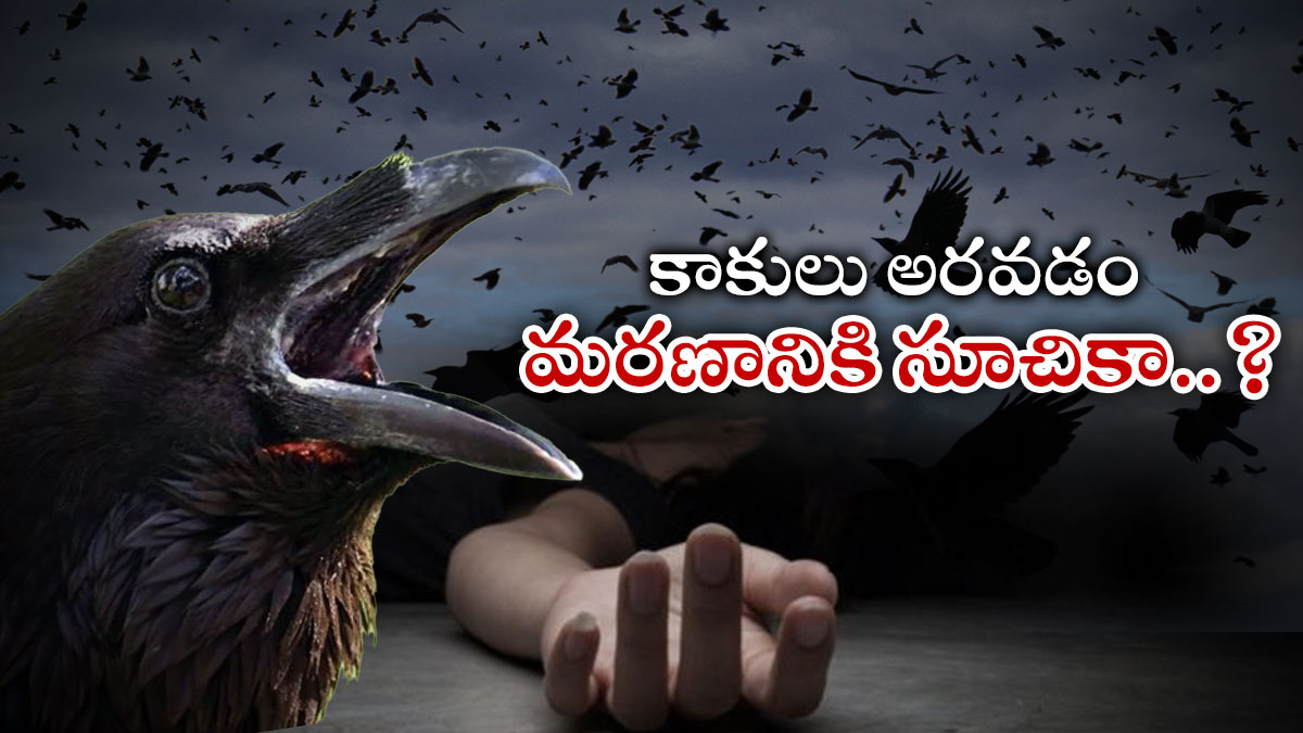 కాకి ఇంటిముందు అరవడం దేనికి సంకేతం? గ్రంథాలేం చెబుతున్నాయి? | What does
