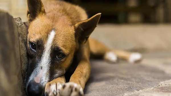 భయాందోళన కలిగిస్తున్న ఘటనలు 