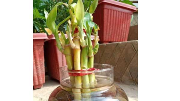 ఇంట్లో సానుకూల శక్తి కోసం వీటిని తెచ్చుకోండి ఇంట్లో సానుకూల శక్తి కోసం వీటిని తెచ్చుకోండి