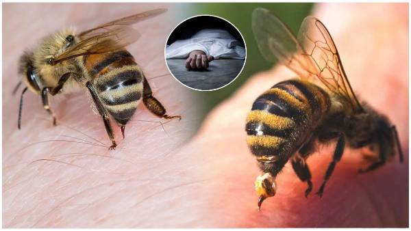 Telangana resident dies of honybees attack in tanzania
